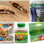 Chemicals from earwigs