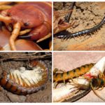 Food and reproduction of the pest