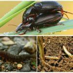 Insect breeding