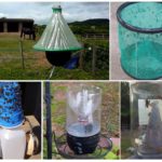Homemade insect traps