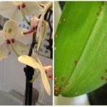 Shchitka on orchids
