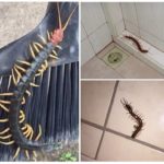 Scolopendra in the house