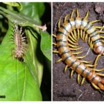 Centipede and Scolopendra