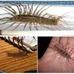 Centipede in the house