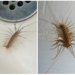 Centipede in the apartment