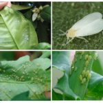 Whiteflies and aphids on houseplants