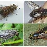 Varieties of gadflies