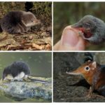 Types of shrews