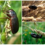 Grain ground beetle