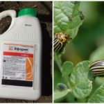 Ephoria remedy for the Colorado potato beetle