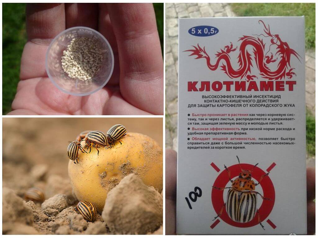 Insecticida Clotiamete de l'escarabat de la patata de Colorado
