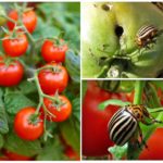 Colorado potato beetle on tomatoes