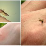 Mossegada de mosquits