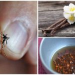 Folk remedies to combat insects