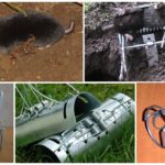 Rat Traps and Mole Traps