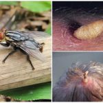 Skin human gadfly and its larvae