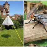 Homemade traps for gadflies and gadflies