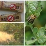Use of the drug on the spot against the Colorado potato beetle