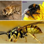 Bee, bumblebee and wasp