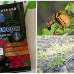 Application of phyto-farm from Colorado beetles