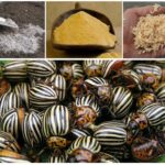 Means for dusting eggplants from the Colorado potato beetle