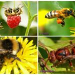 Difference of a bumblebee, hornet, wasp, bee