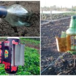 Acoustic devices for scaring away moles from the garden