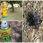 Sprays of gadfly and gadflies