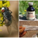 Folk remedies for gadflies and gadflies