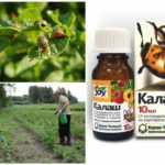 The use of the drug Kalash from the Colorado potato beetle
