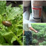 Use of the drug Ephoria for the destruction of the Colorado potato beetle