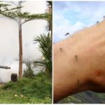 Professional treatment of the territory from mosquitoes