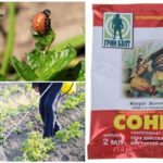The remedy for the Colorado potato beetle Sonnet