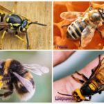 Difference of a bumblebee, hornet, wasp, bee