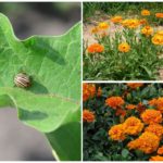 Plants deterrent Colorado potato beetle