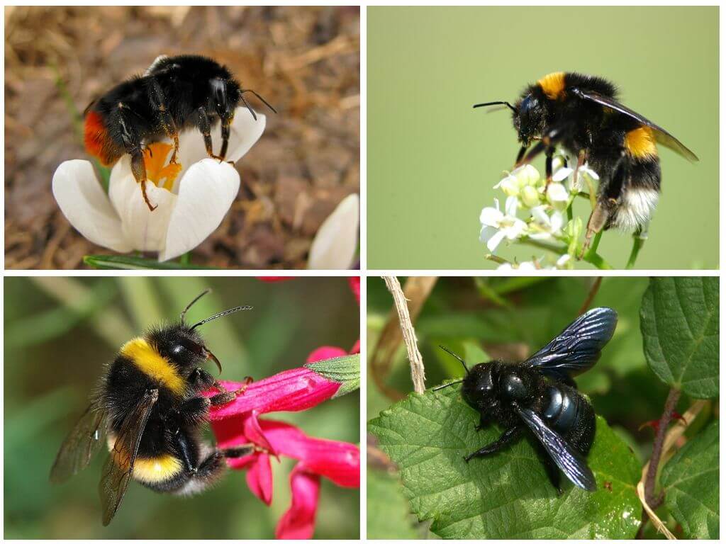 Bumblebee species