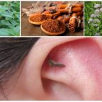 Aromas to fight mosquitoes