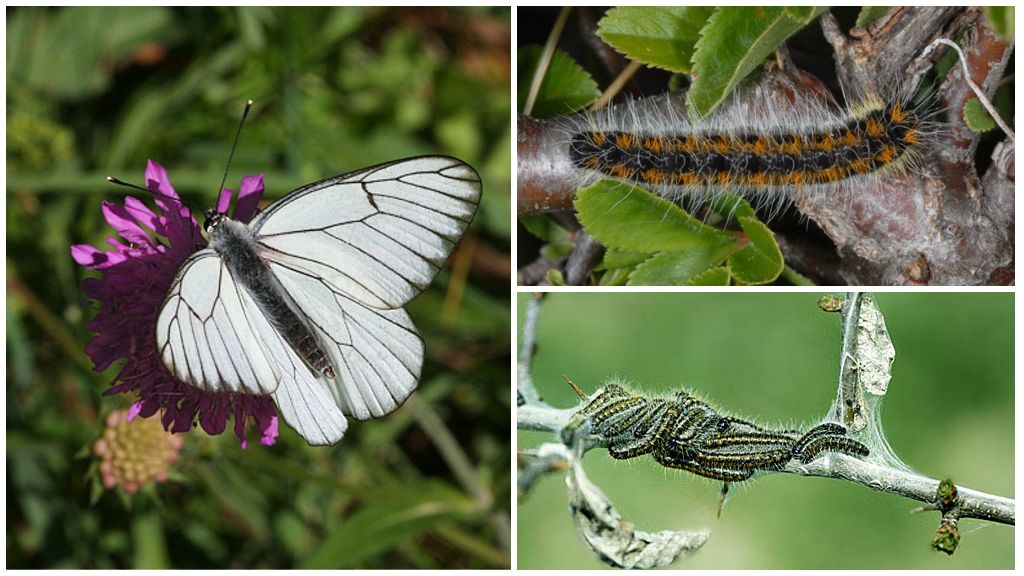 Caterpillar a motýl Hawthorn