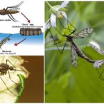 Mosquito breeding cycle