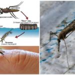 Anopheles moskītu audzēšanas cikls