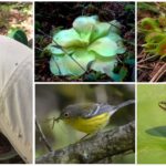 Predator plants, birds and frogs eating mosquitoes