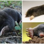 Common or European mole