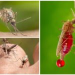 Blood type and mosquitoes