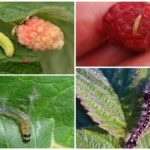 Caterpillars on raspberries
