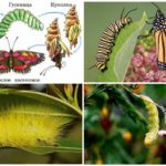Types of caterpillars