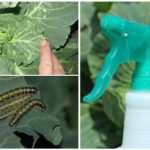 Cabbage pest treatment