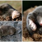 Caucasian mole