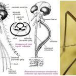 Mosquito head structure