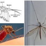 Mosquito anatomy