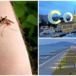Mosquitoes in Sochi
